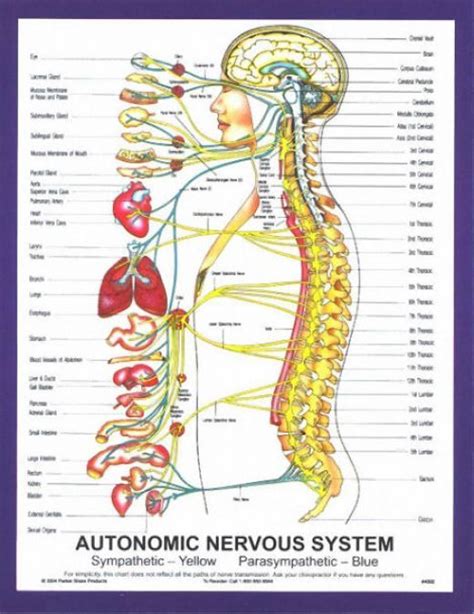 Physiology Of Stress Autonomic Nervous System Nervous System