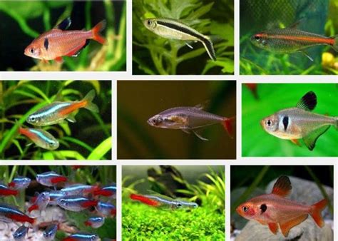 Jenis Ikan Hias Air Tawar Aquarium Terlengkap dari A-Z