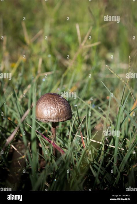 Single Little Brown Mushroom In Dew Drop Long Grass Stock Photo Alamy