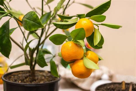 Branch Of A Calamondin Citrus Plant Grown In A Pot With Ripe Orange
