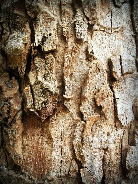 Hd Wallpaper Bark Tree Wood Pine Background Abstract Skin Board