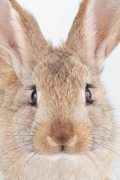 Close Up Of A Domestic Rabbit Bred From European Or Common Rabbits