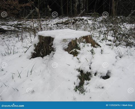 Snow Covered Tree Stump Stock Photo Image Of Woodland 112522476