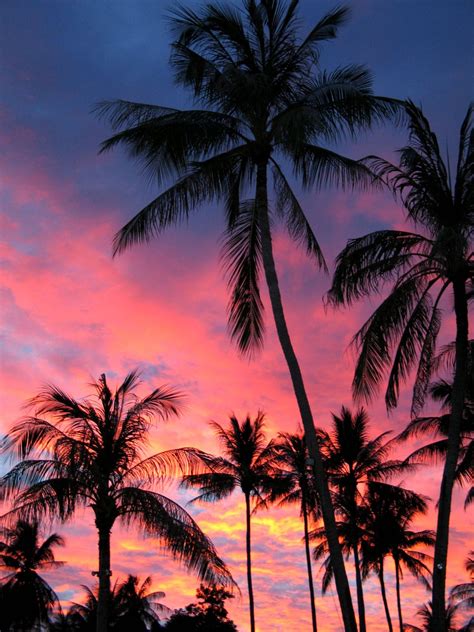 Palm Trees In The Sunset Koh Samui By Stuart Hamilton