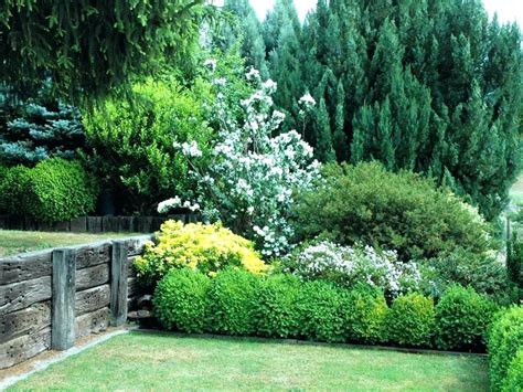 Evergreen Bushes For Privacy Landscaping Shrubs For Privacy Hedging