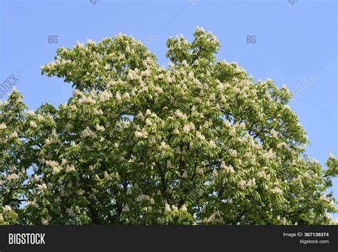 Common Horse Chestnut Image And Photo Free Trial Bigstock