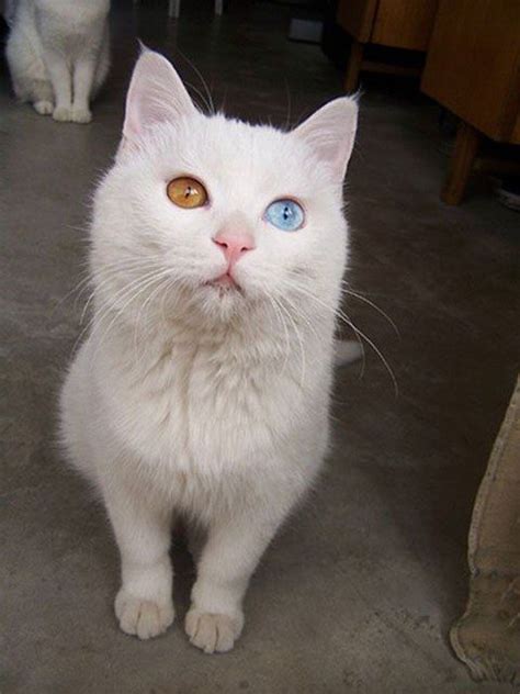 Cat With Two Eyes Colors Heterochromia 20 Animals With Two Different