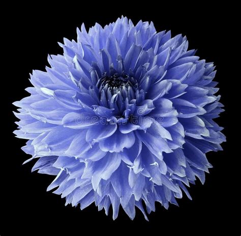 Blue Dahlia Flower On The Black Isolated Background With Clipping Path