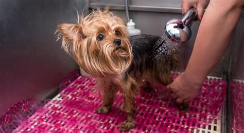 Yorkie Haircuts Which Is Best For My Pup K9 Web Dog Grooming Diy