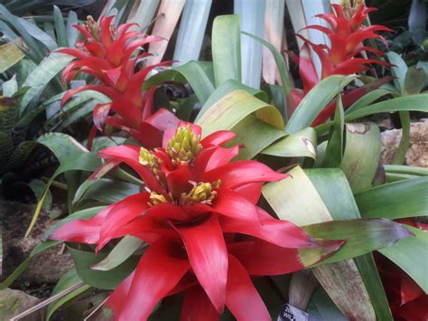 15 Bromeliad Varieties And Types You Will Love To Grow Plants Craze