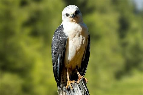 9 Stunning Hawks With White Heads Birdwatching Buzz