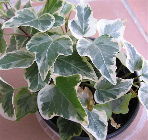 Houseplant Quiz To Help Recognize And Identify The Most