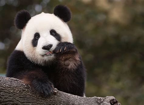 Mellowed Out 500px Giant Panda Panda Panda Bear