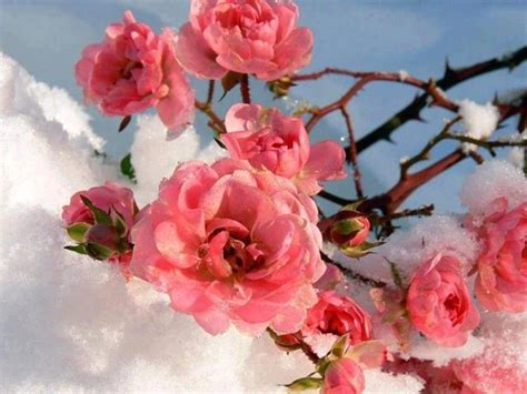 Flowers In Snow Wallpapers Top Nh Ng H Nh Nh P