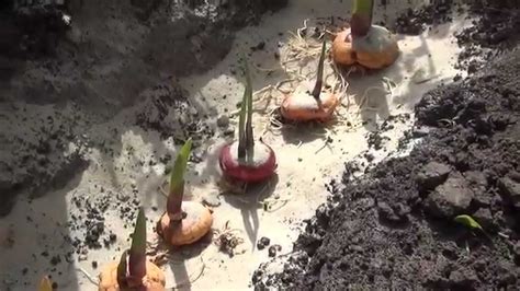 The ones that are short in height are suitable for containers. Высаживаем луковицы гладиолусов. Planting bulbs Gladiolus ...