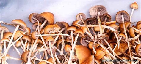 Psilocybe Samuiensis Gatunki I Odmiany Enteogennych Grzyb W Psilocybe