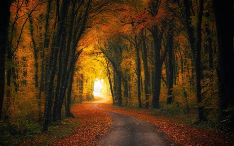 Fall Leaves Road Wallpaper Nature Landscape Fall Road Forest Leaves Shrubs