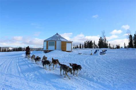 Fairbanks 1 Hour Alaskan Winter Dog Sledding Adventure Getyourguide
