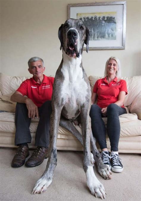 Worlds Tallest Dog K9 Research Lab