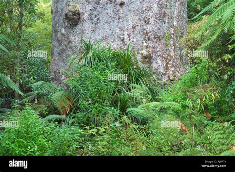 Tane Mahuta Waipoua Kauri Forest North Island New Zealand Stock