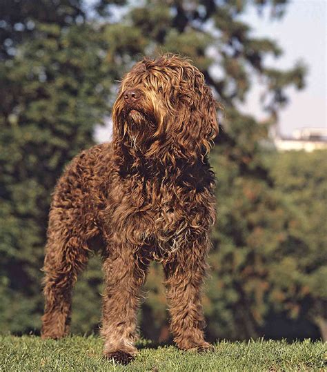 Barbet Dog Breed Information And Characteristics Daily Paws