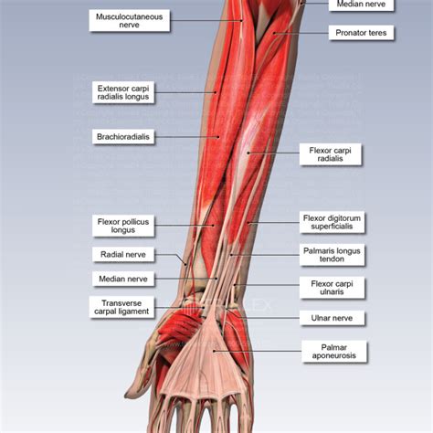 Forearm Anatomy Diagram