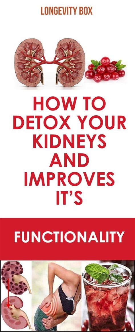 How To Detox Your Kidneys And Improves Its Functionality Kidney