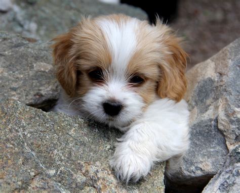 One of our beautiful cavapoo puppies! Cavachon (Bichon-King Charles mix) Info, Temperament ...