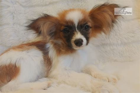 Aurora Sable Boy Papillon Puppy For Sale Near Fort Smith Arkansas