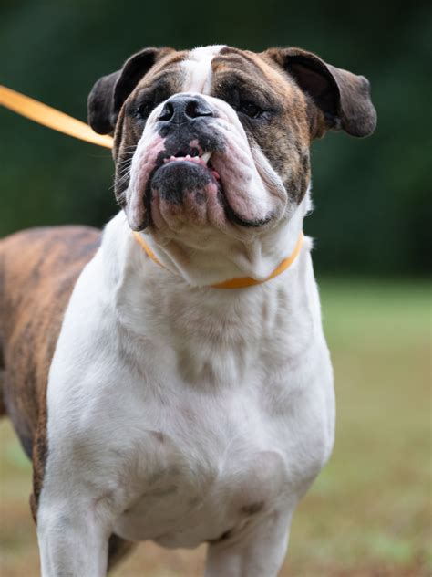 The olde english bulldogge is a loyal and courageous dog breed with a stable temperament. Samson | Georgia English Bulldog Rescue
