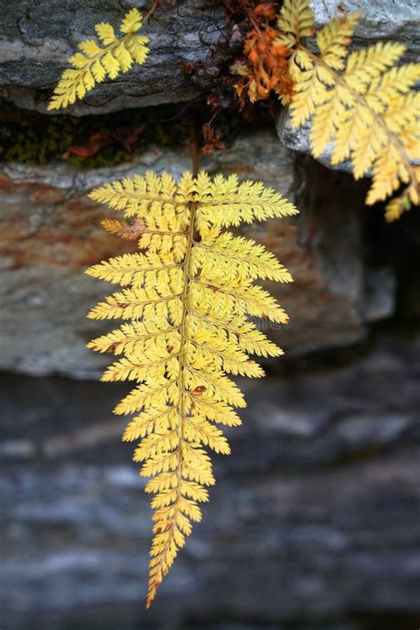 Yellow Fern Leave On Fall Foliage Autumn Season With Gray Stone Wall