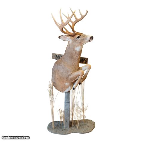 Whitetail Deer Pedestal Mount