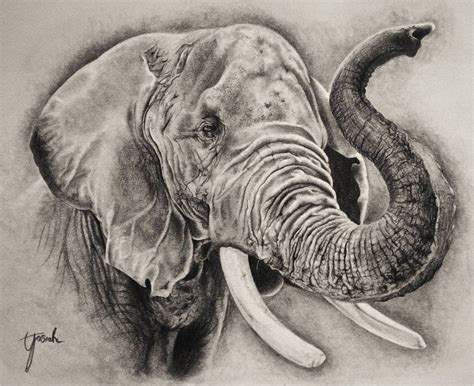 Elephant Sketch By Eriatarka24 On Deviantart Elephant Sketch