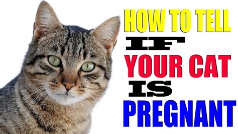 how do you tell if your cat is pregnant cat lovster