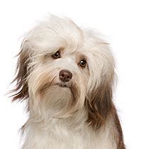 havanese dog breed information