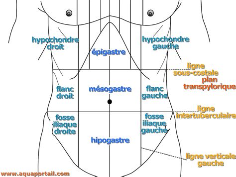 Abdominal Définition Et Explications