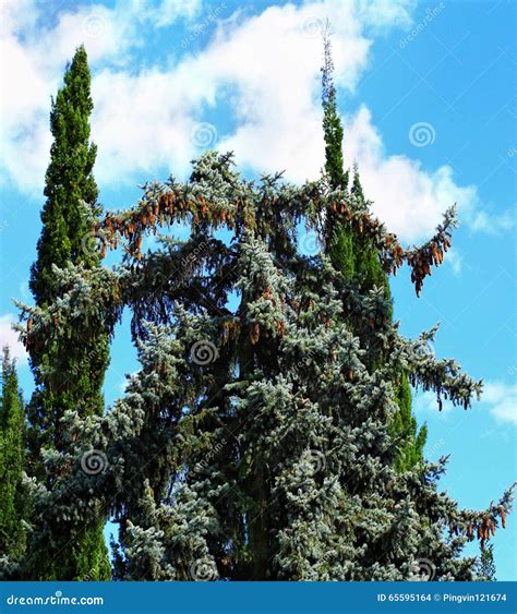 Deodar And Cypress Trees In The Subtropical Park Stock Photo Image Of