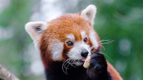 Cute Red Panda Baby Image Wallpapers Share