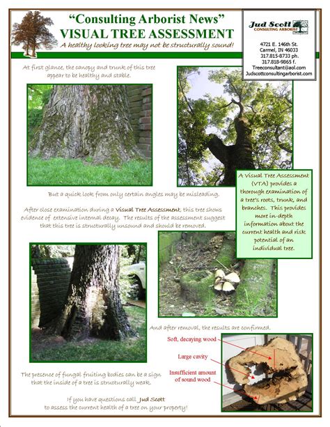 Visual Tree Assessment Vta Jud Scott Consulting Arborist