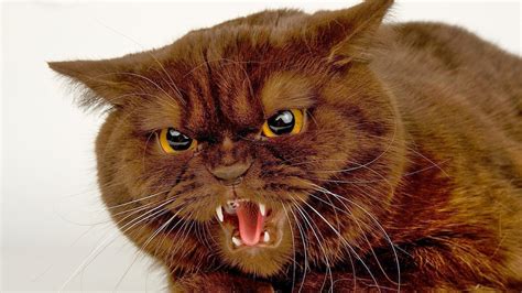 46 Angry Cat Free Desktop Wallpapers Wallpapersafari