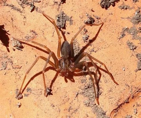 10 Most Poisonous Spiders In The World Science Facts