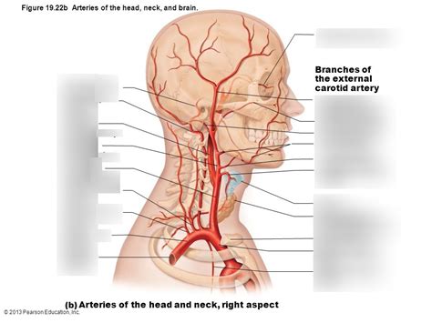 A And P Two Lab Lab 9 Arteries Of Head Neck And Brain Diagram Quizlet