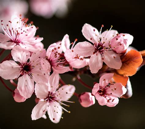 720p Free Download Cherry Blossoms Hd Wallpaper Peakpx