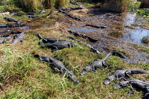 Alligators Robert Belbin Photography