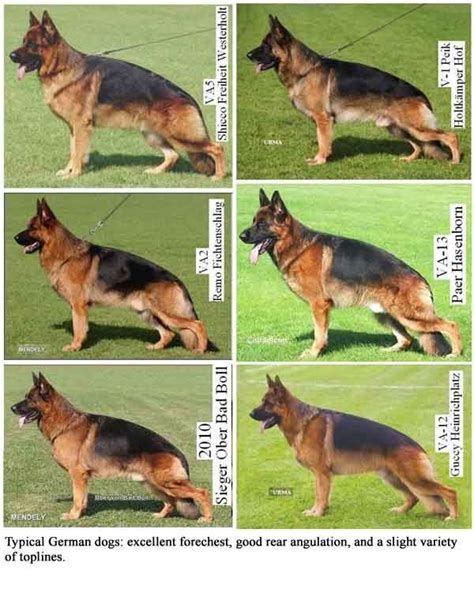 4 Types Of German Shepherds Shepherd