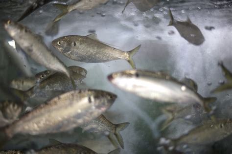 Threadfin Shad Producers and Dealers - Alabama Cooperative Extension System