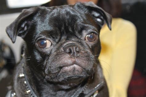 Because of their adorable, smart and cute demeanor, the french bulldog stood fourth in respect to popularity in the u.k. Oscar Snaggle Tooth | Black pug, Dogs, Pugs