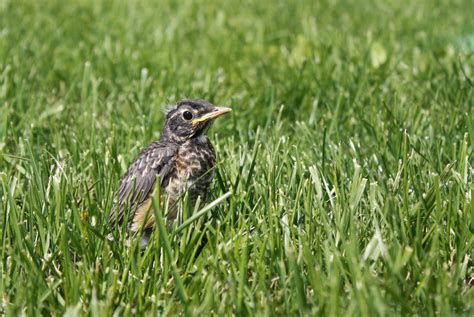 Baby Bird In Grass Free Stock Photo Public Domain Pictures