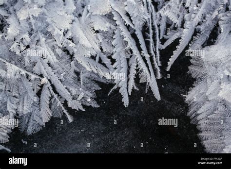 Hoar Frost Forms Feather Like Crystals On The Ice Surface Of Patricia