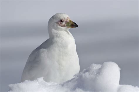 Snowy Sheathbill Facts Animals Of Antarctica Worldatlas